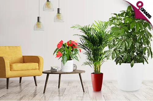 From QR79 Add Life to your Home with Indoor Plants! (Up to QR409 Value)